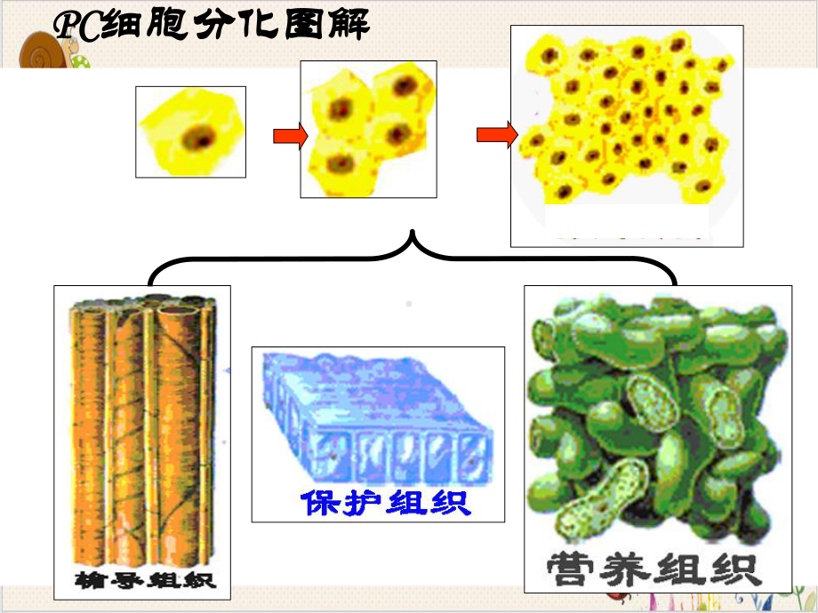 细胞的生命历程生长衰老和癌变课件.pptx_第1页