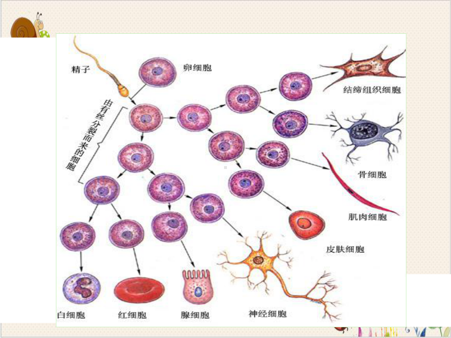 细胞的生命历程生长衰老和癌变课件.pptx_第2页