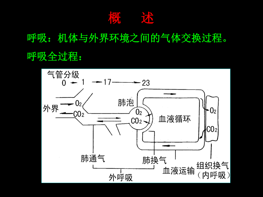 气体在血液中的运输课件.ppt_第2页