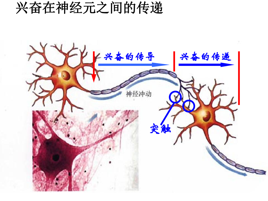 兴奋在神经元之间的传递-课件1.ppt_第2页