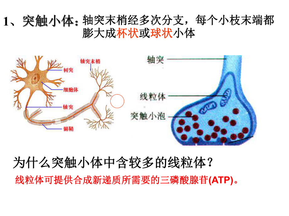 兴奋在神经元之间的传递-课件1.ppt_第3页