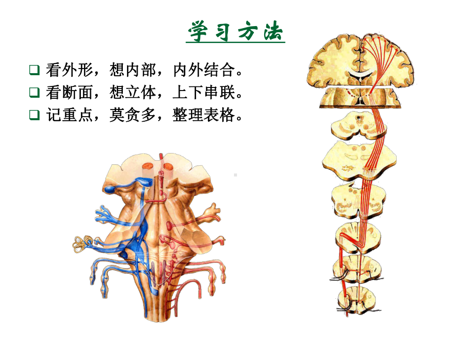 系统解剖-英文版-神经系统-脑干Brain-stem课件.ppt_第2页