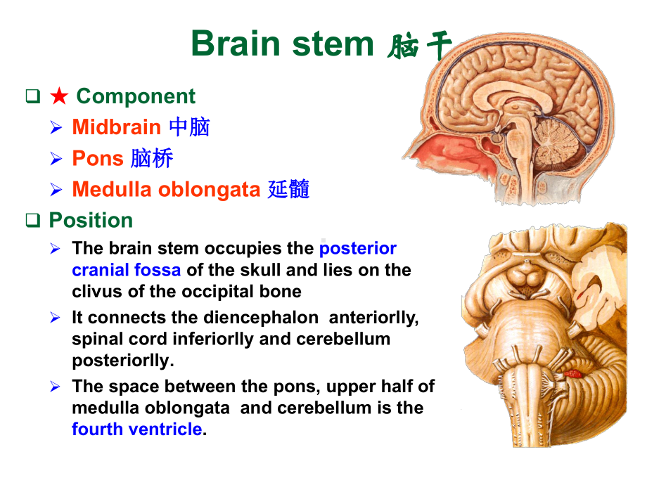 系统解剖-英文版-神经系统-脑干Brain-stem课件.ppt_第3页