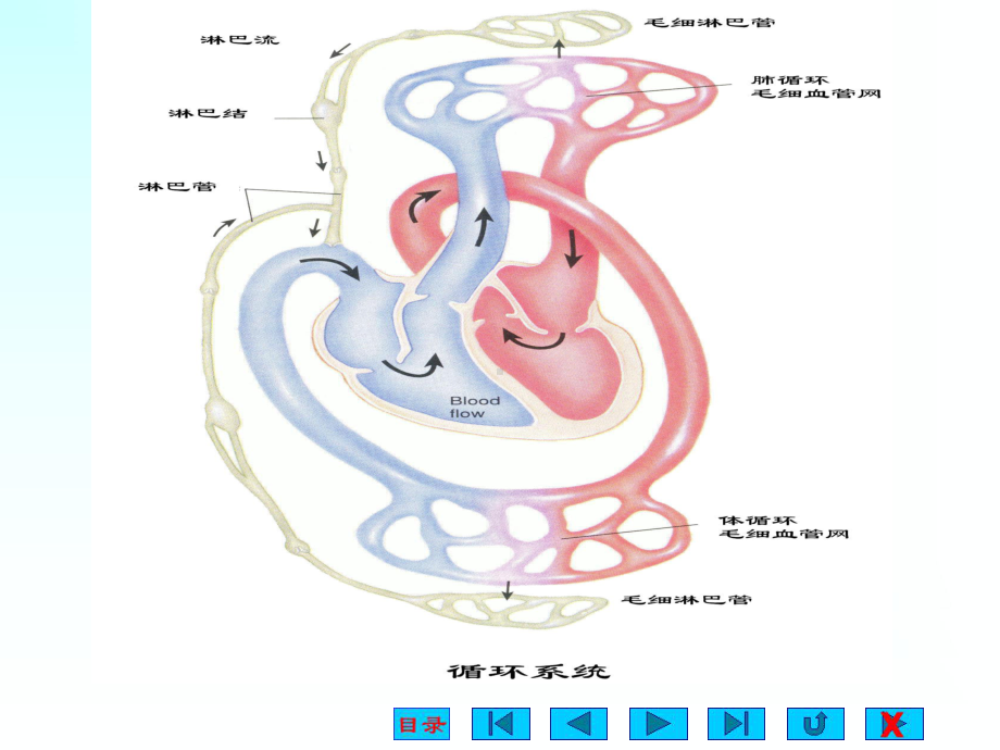 循环系统解剖及生理课件.ppt_第3页