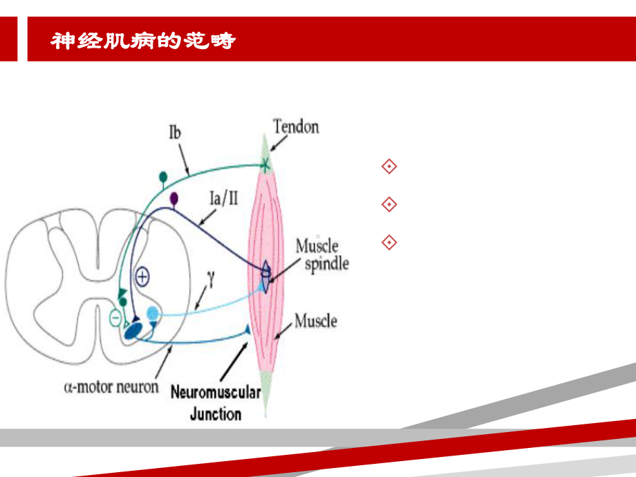 神经肌病概述课件.ppt_第2页