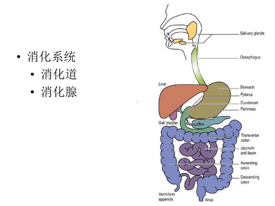 消化与吸收DigestionandAbsorption-浙江大学课件.ppt_第3页