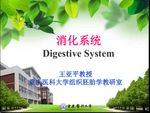 消化系统组织学培训课件.ppt