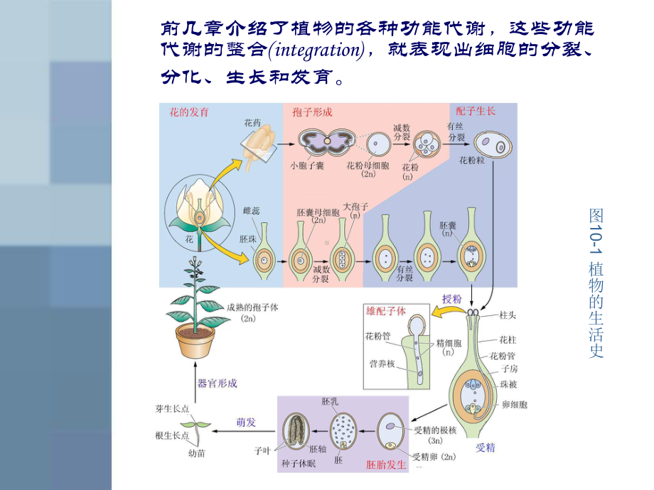 植物的生长机理课件.ppt_第2页