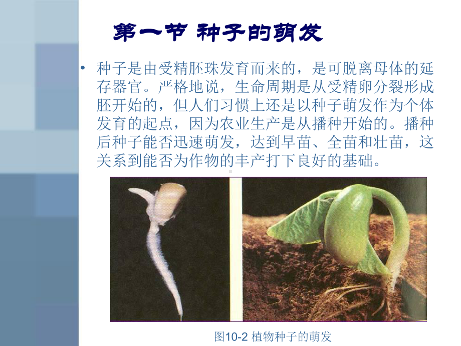 植物的生长机理课件.ppt_第3页