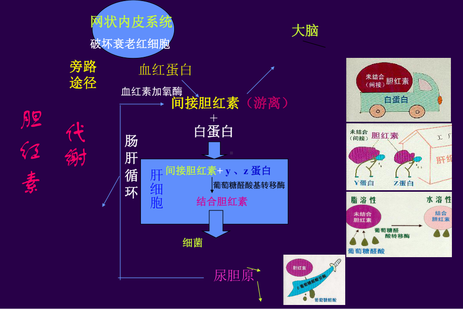 新生儿病理性黄疸认识说课讲解课件.ppt_第2页