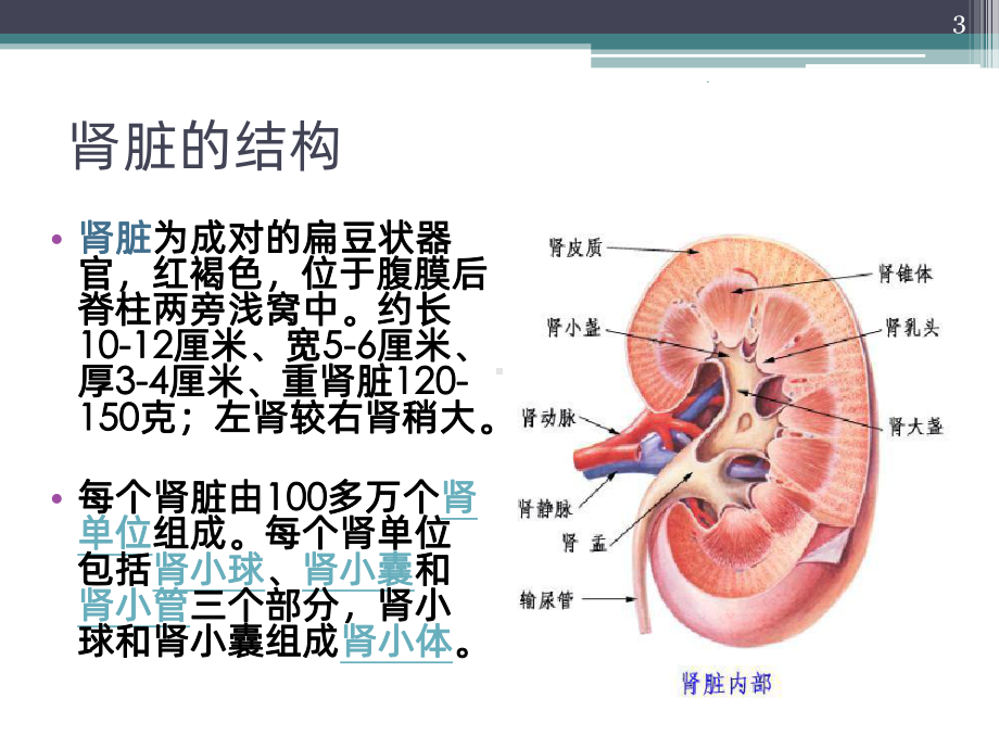 泌尿外科常见疾病及护理课件.pptx_第3页