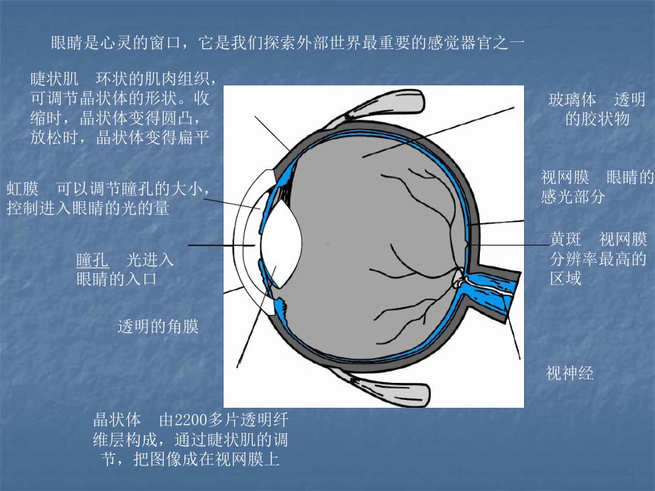 北师大版物理八年级下眼睛和眼镜课件.ppt_第2页