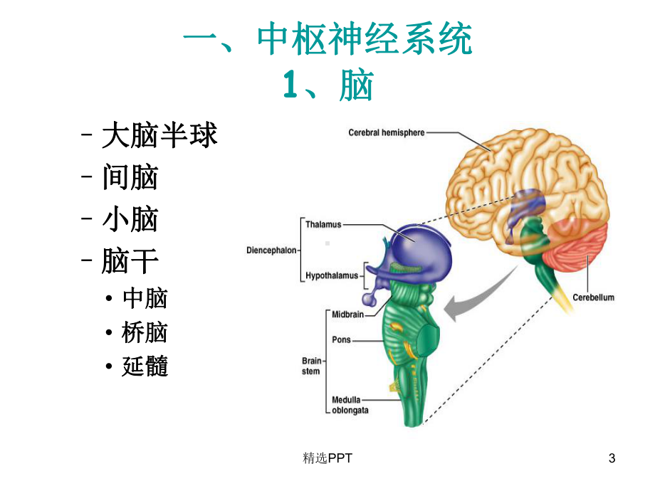 中枢神经系统解剖及功能-课件.ppt_第3页