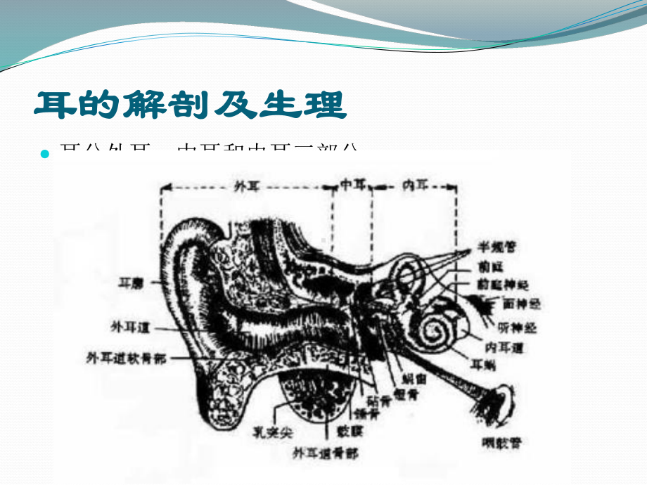 耳鼻喉的解剖及常见病课件.ppt_第3页