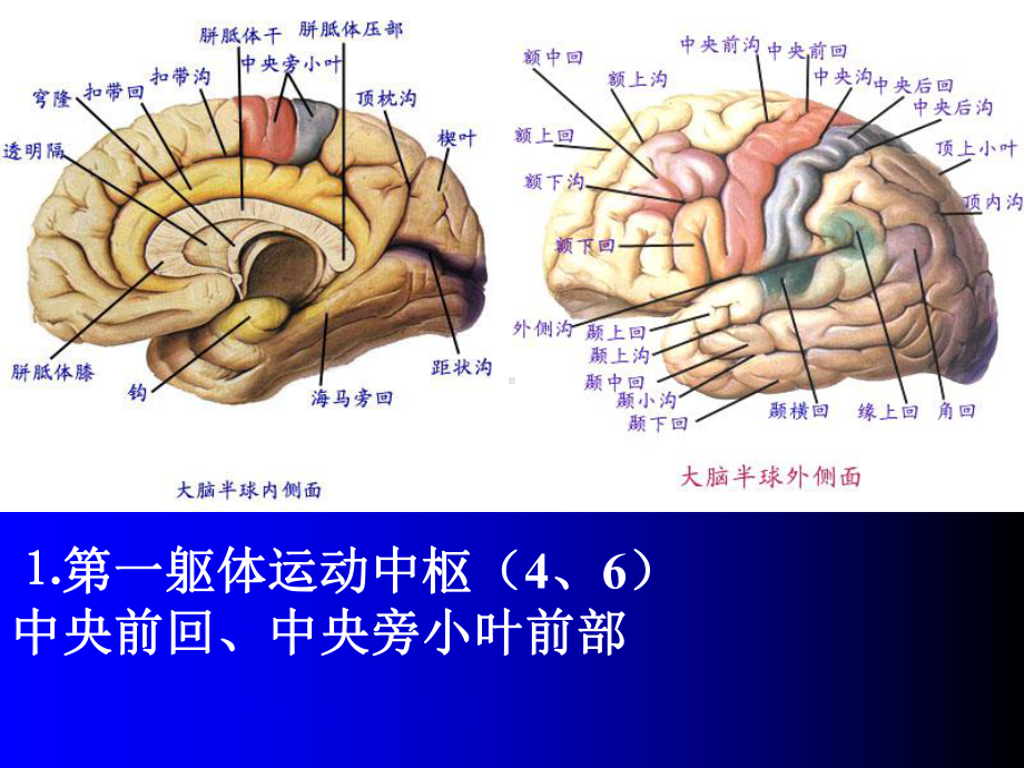 神经解剖-大脑皮质机能定位内部结构课件.ppt_第3页