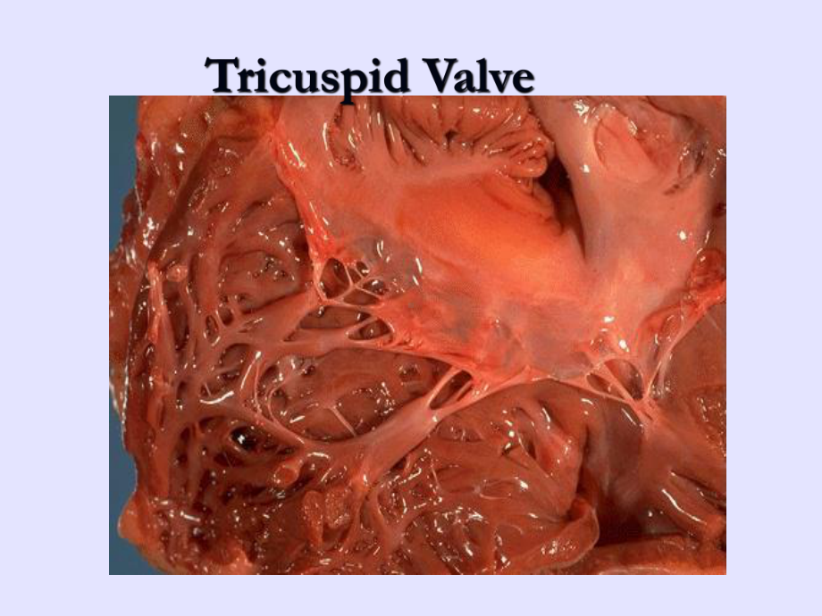 （高血压英文课件）Valvular-Heart-Disease.ppt_第2页