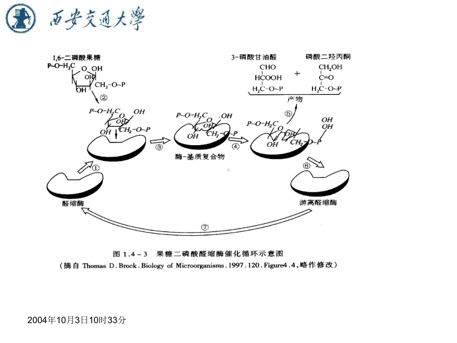 氧化-还原酶催化氧化-还原反应课件.ppt_第3页