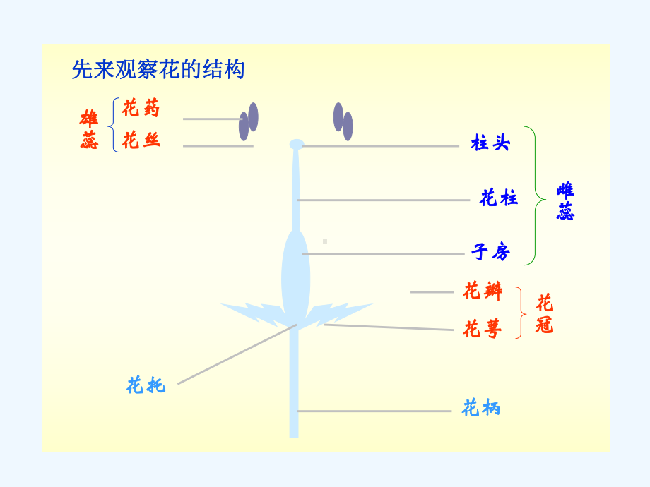 第七单元-第一章-第一节-植物的生殖课件.ppt_第3页