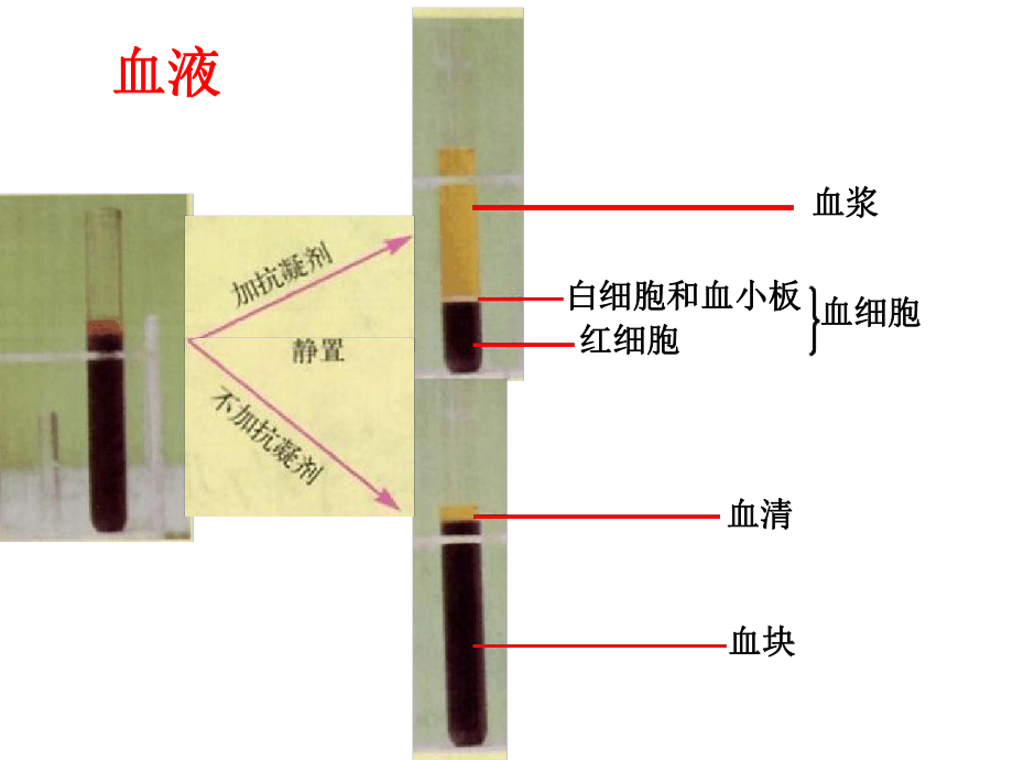 七年级下册生物课件-52人体内的物质运输课件3北京版.ppt_第2页