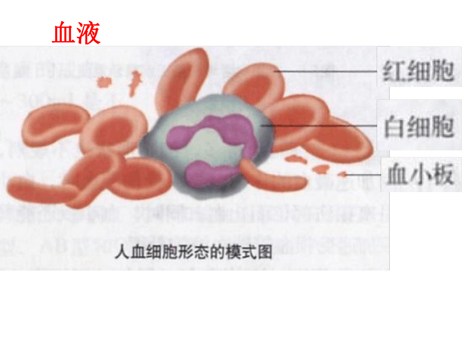 七年级下册生物课件-52人体内的物质运输课件3北京版.ppt_第3页