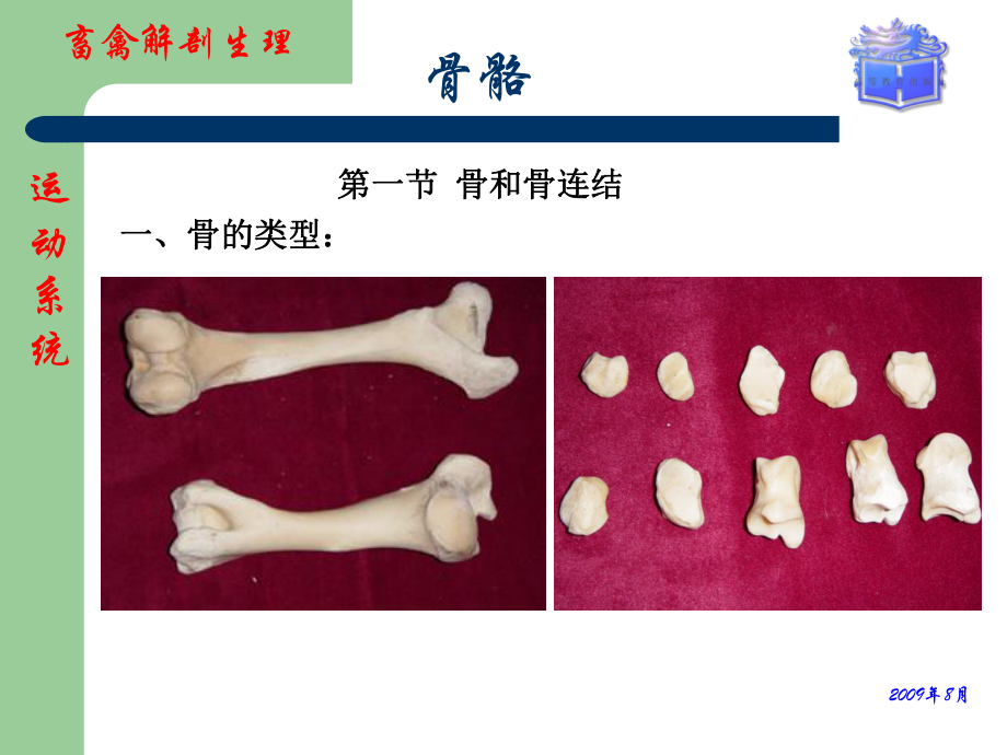 畜禽解剖生理第二章运动系统(骨骼)参考课件.ppt_第2页