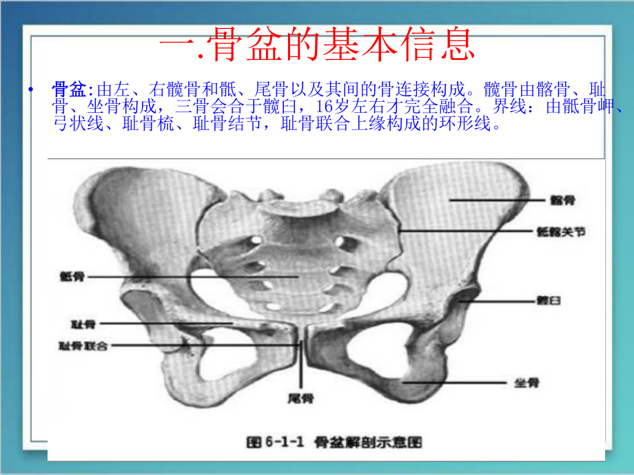 医学课件-骨盆重要性教学课件.ppt_第2页