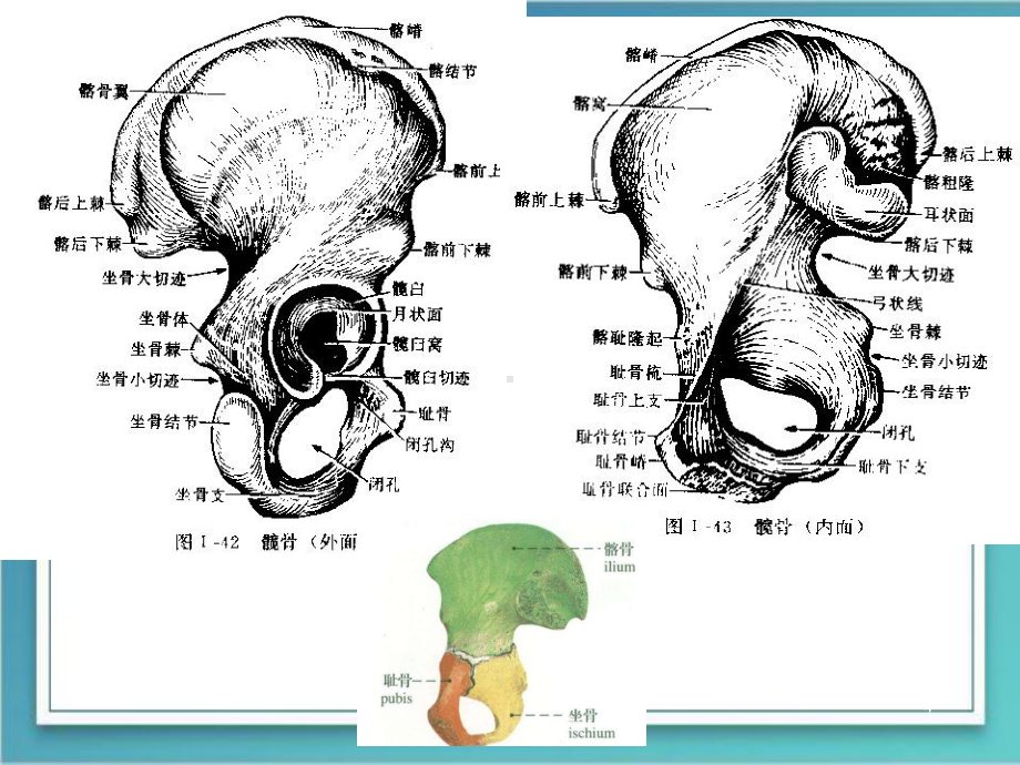 医学课件-骨盆重要性教学课件.ppt_第3页