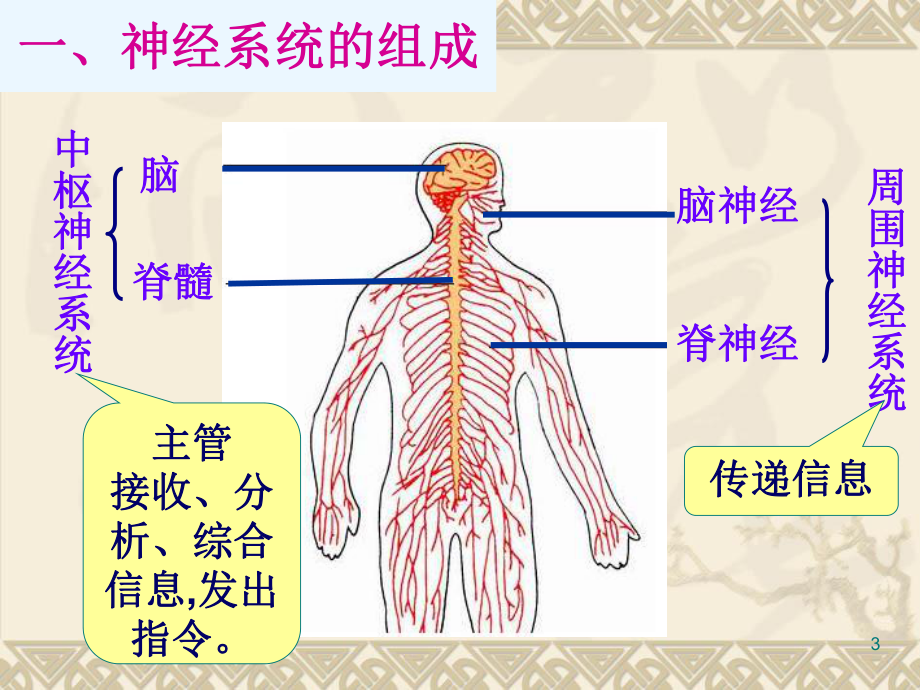 《第二节-神经调节的结构基础》课件.ppt_第3页