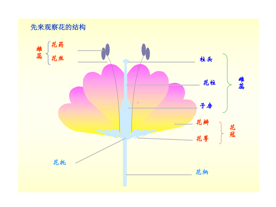 第一章生物的生殖和发育第一节植物的生殖名师编辑课件.ppt_第3页