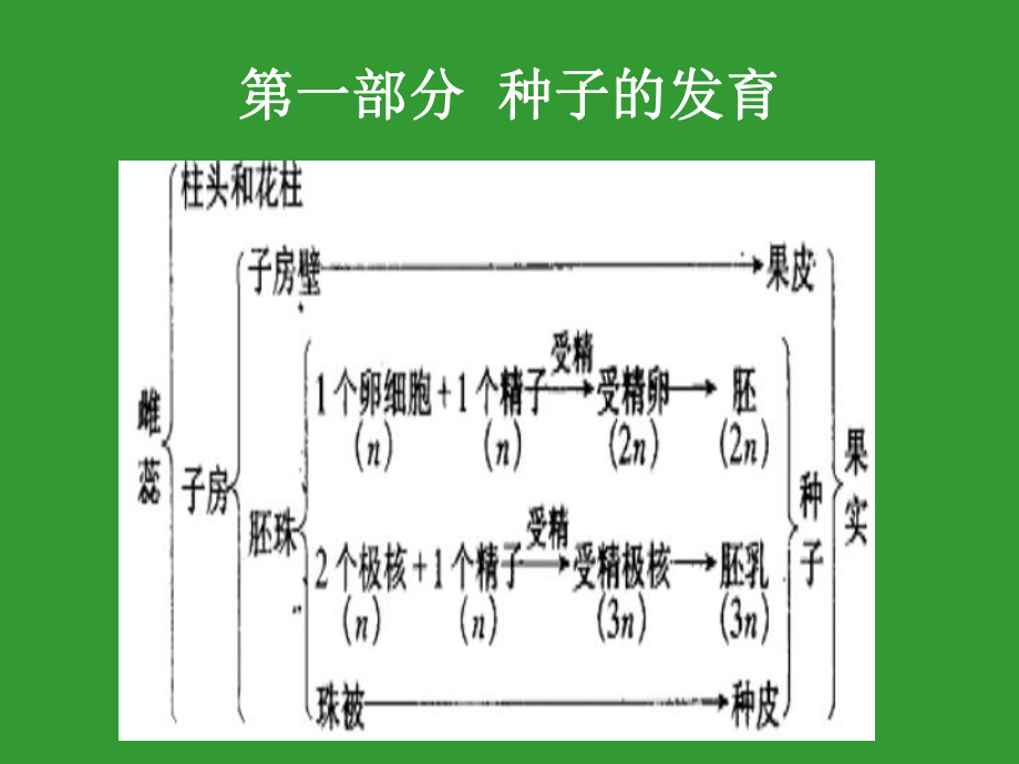 植物形态结构2种子(高中生物竞赛辅导课件).ppt_第3页