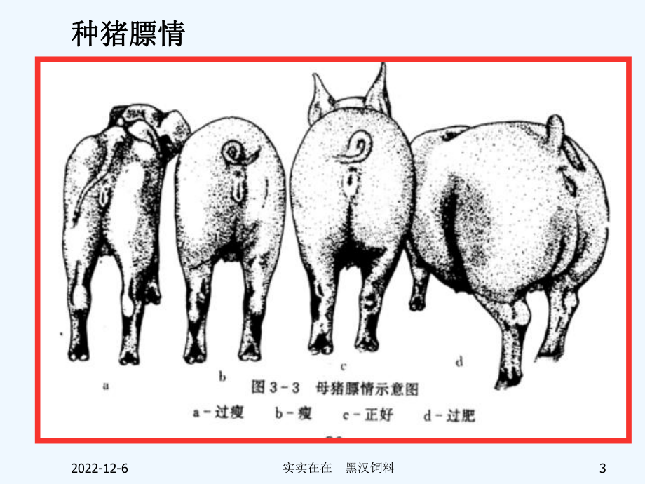 母猪的饲养管理标准教案课件.ppt_第3页