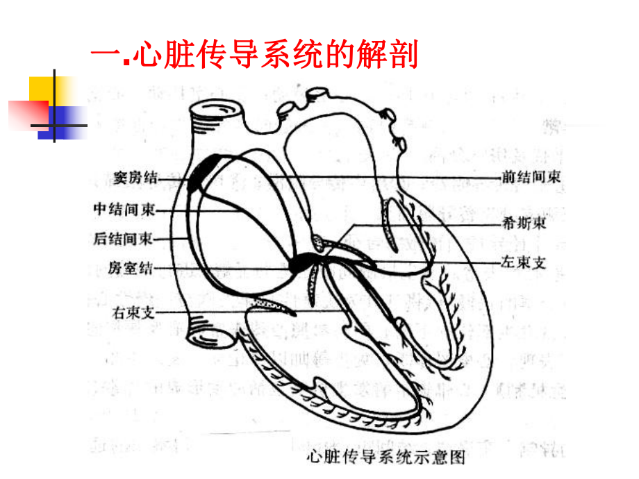 心律失常-内科学教研室课件.ppt_第3页