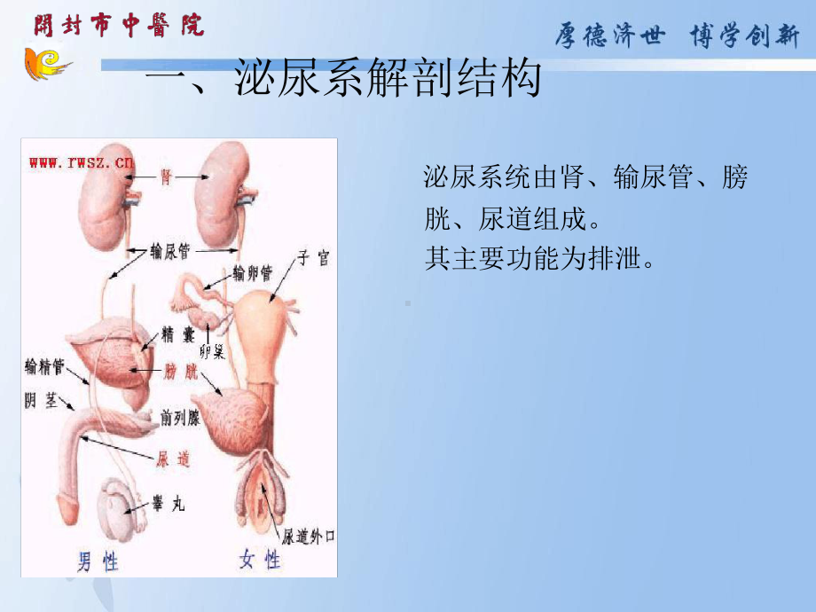 泌尿系结石病人护理概要课件.ppt_第2页