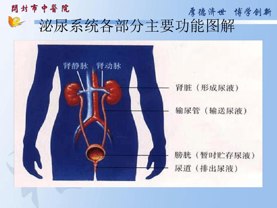 泌尿系结石病人护理概要课件.ppt_第3页