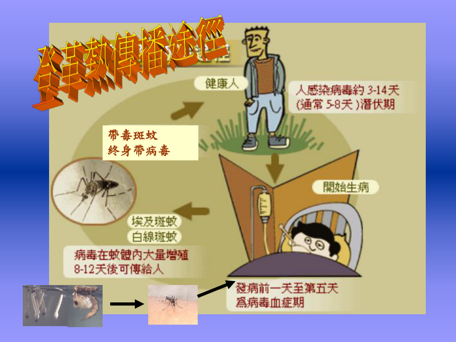 登革热防治及密度调查技巧课件.ppt_第2页