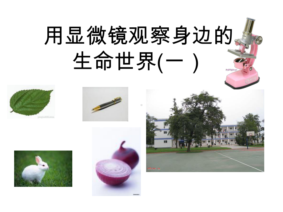 教科版《用显微镜观察身边的生命世界(一)》课件1.ppt_第1页