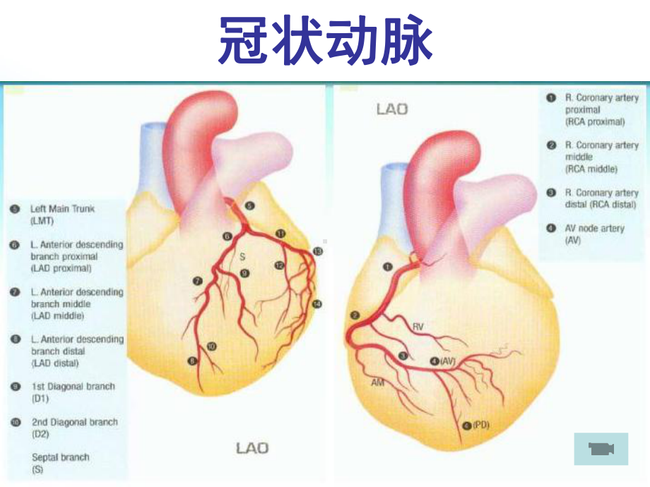 心绞痛的药物治疗课件.ppt_第2页