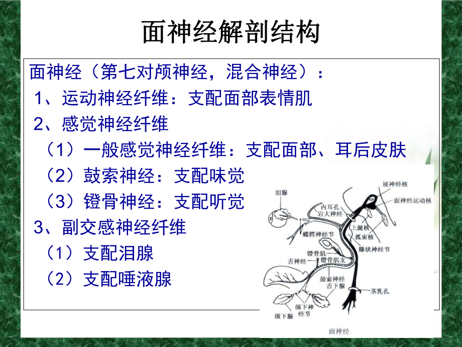 周围性面神经麻痹的针灸治疗教学教材课件.ppt_第2页