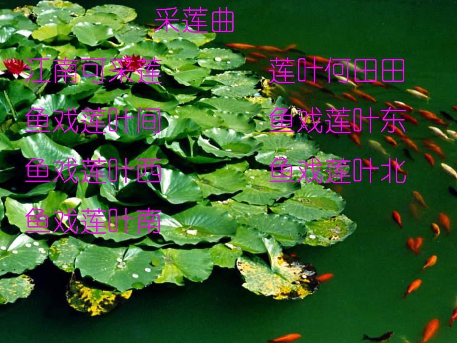 爱莲说菊之爱陶后鲜有闻课件.ppt_第3页