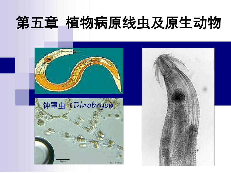 第五章植物病原线虫及原生动物课件.ppt_第1页