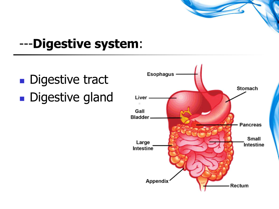 组胚学英文版课件Cardiovascular-System.ppt_第2页