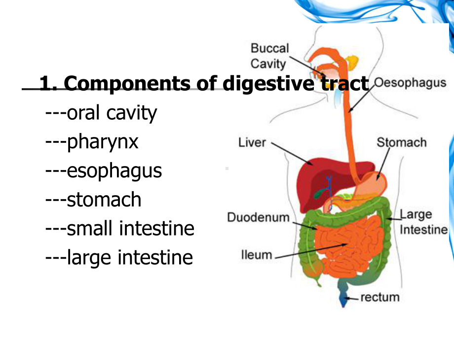 组胚学英文版课件Cardiovascular-System.ppt_第3页