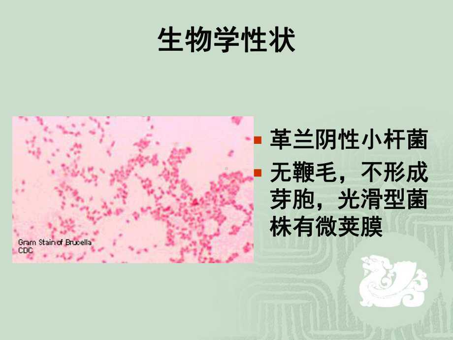 医学动物源性细菌课件.ppt_第3页