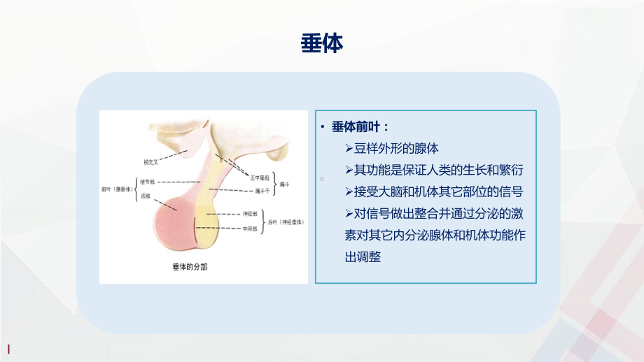 垂体瘤的规范化诊治课件.pptx_第3页