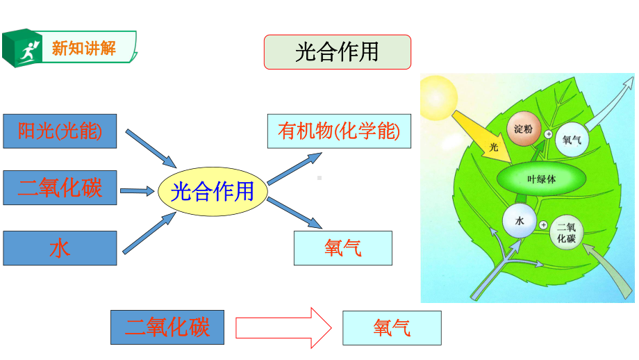 第6节光合作用-课件2.ppt_第3页