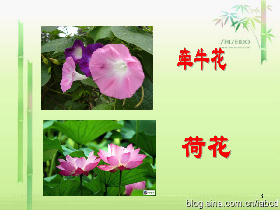 我最喜爱的植物课件.ppt_第3页