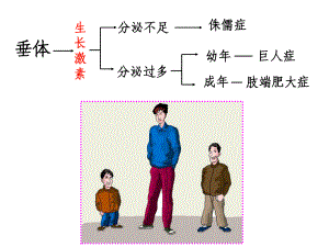 激素调节视觉与听觉课件.ppt