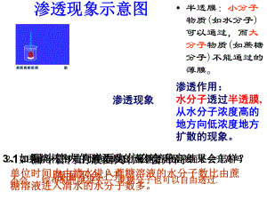第1节物质跨膜运输实例课件.ppt