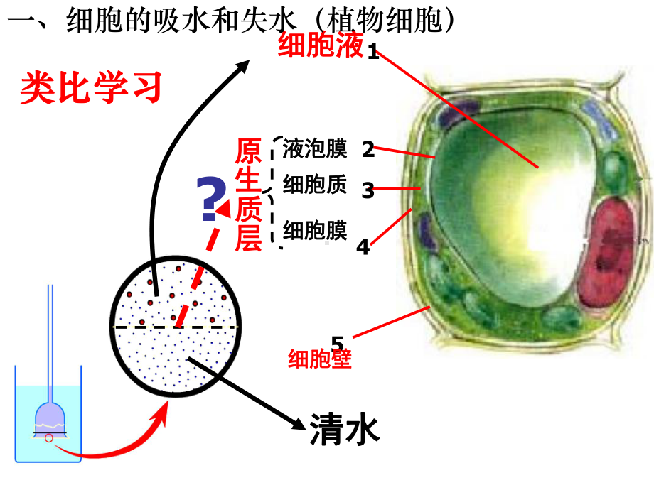 第1节物质跨膜运输实例课件.ppt_第3页