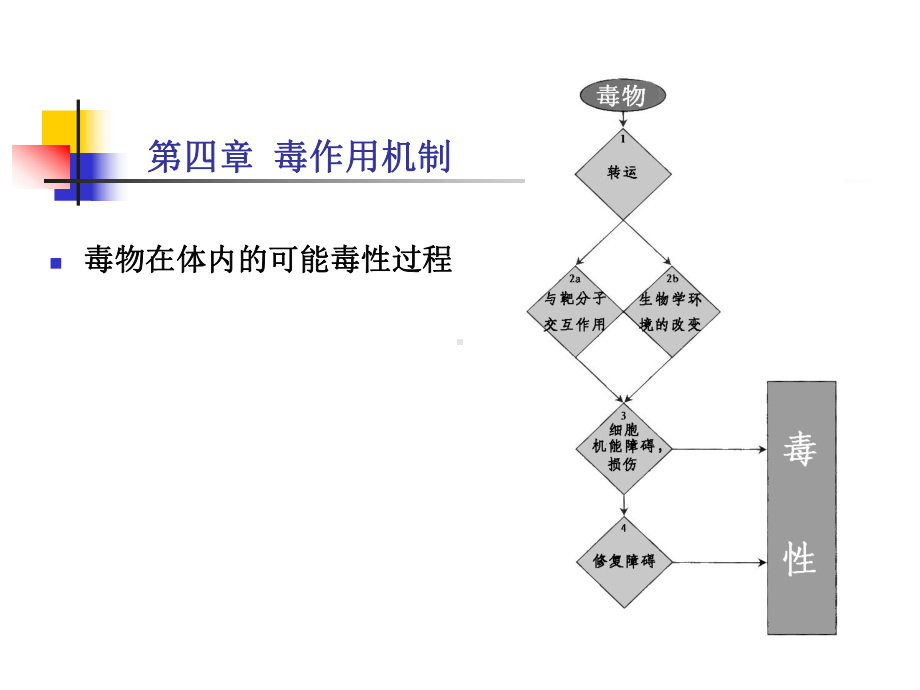 毒理学基础-第四章-毒物作用机制课件.ppt_第3页